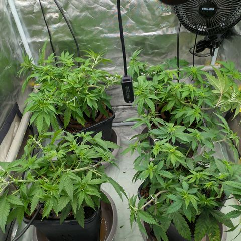 Super Silver Haze #2 growlog photo: Erste Entlaubung und LST um einheitliche Höhe zu erzielen 