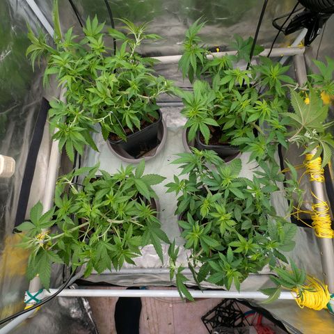 Super Silver Haze #2 growlog photo: Erste Entlaubung und LST um einheitliche Höhe zu erzielen 