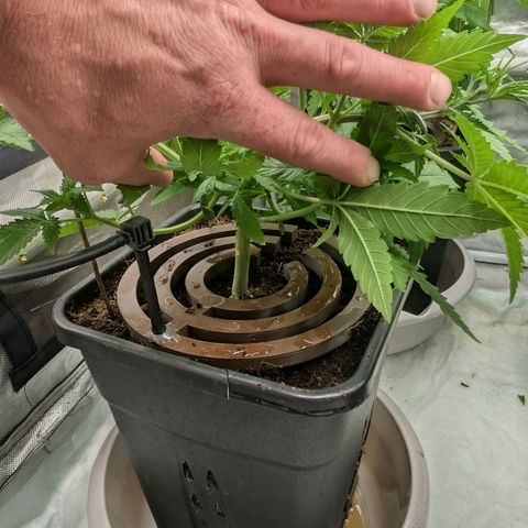 Super Silver Haze #2 growlog photo: Erste Entlaubung und LST um einheitliche Höhe zu erzielen 