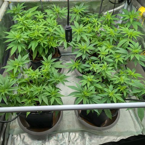 Super Silver Haze #2 growlog photo: SuperSilverHaze vorne Tropicana Cherry hinten