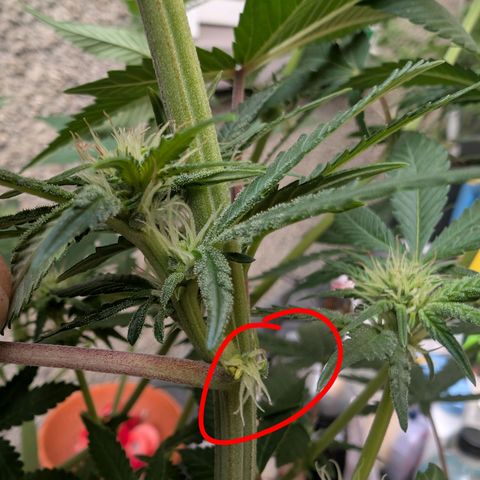 Super Silver Haze #2 growlog photo: SilverHaze#1 bildete an 6 verschiedenen Stellen Pollensäcke aus.
Hermaphrodit👆🏻 dementsprechend geköpft.
