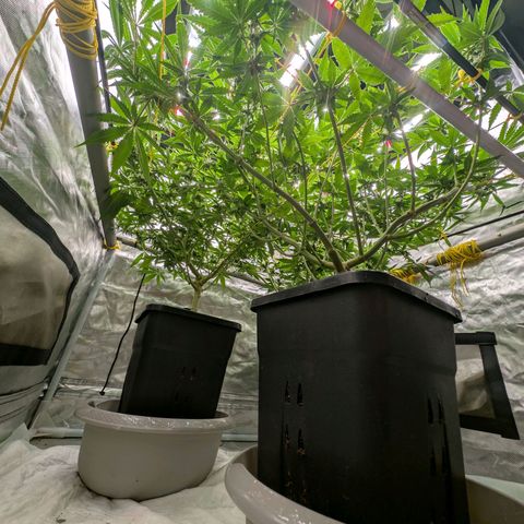 Super Silver Haze #2 growlog timeline photo
