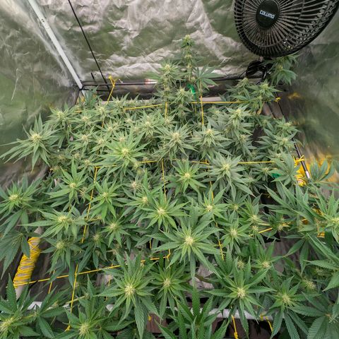 Super Silver Haze #2 growlog timeline photo