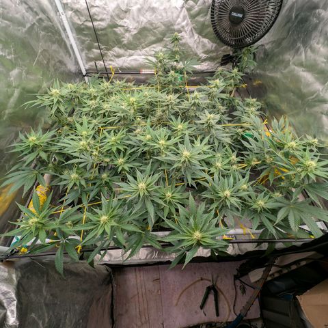 Super Silver Haze #2 growlog timeline photo