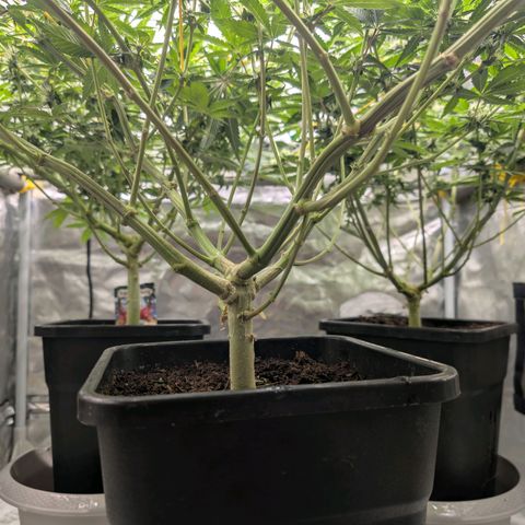 Super Silver Haze #2 growlog timeline photo