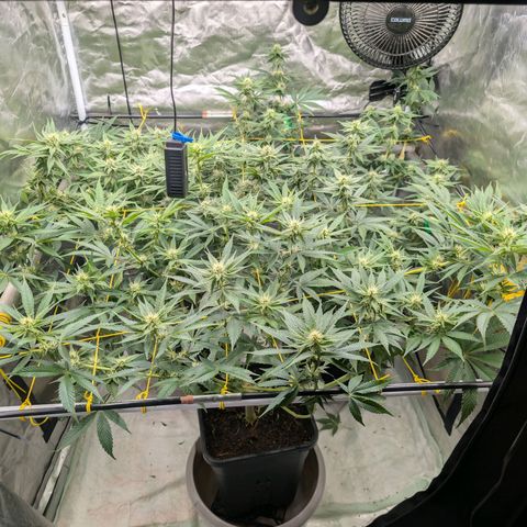 Super Silver Haze #2 growlog timeline photo