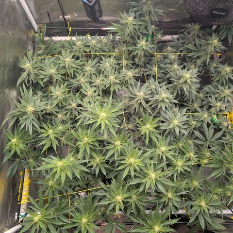Super Silver Haze #2 growlog photo: Zeichnet sich jetzt schon ein deutlicher Unterschied ab...2Tropicanas vs 1 SilberHasen