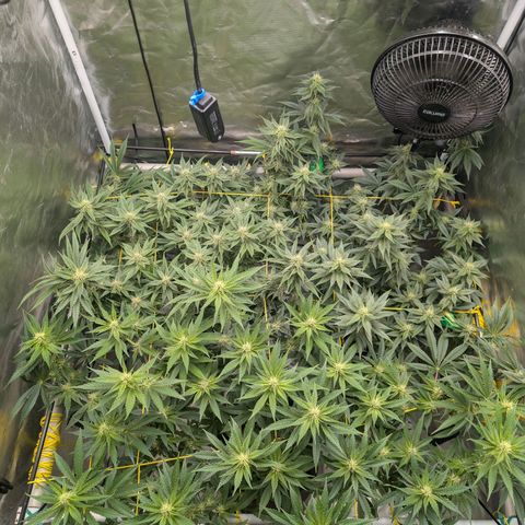 Super Silver Haze #2 growlog photo: Zeichnet sich jetzt schon ein deutlicher Unterschied ab...2Tropicanas vs 1 SilberHasen