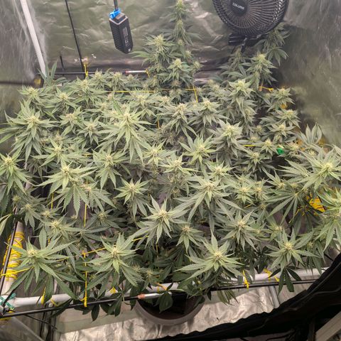 Super Silver Haze #2 growlog timeline photo