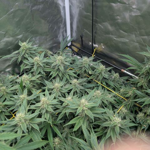 Super Silver Haze #2 growlog timeline photo