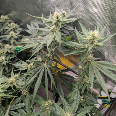 Super Silver Haze #2 growlog timeline photo