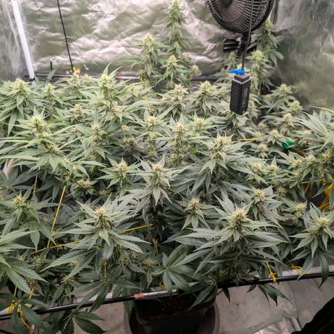 Super Silver Haze #2 growlog photo: ...stinky,stinky