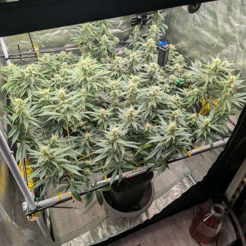 Super Silver Haze #2 growlog timeline photo