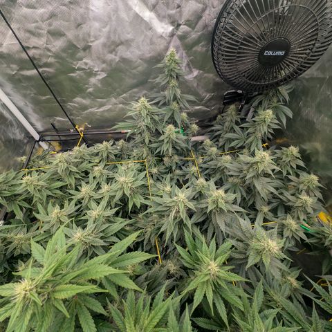 Super Silver Haze #2 growlog timeline photo