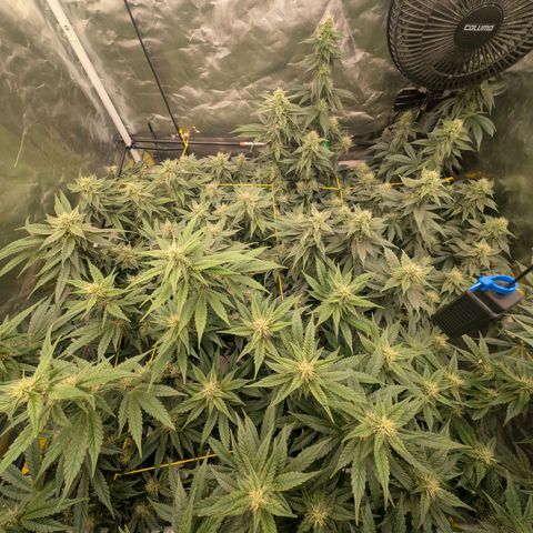 Super Silver Haze #2 growlog timeline photo
