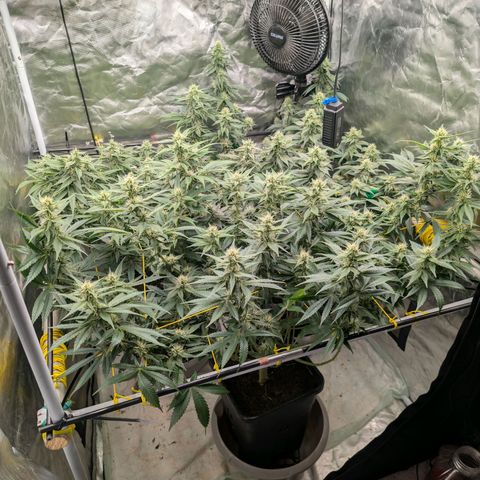 Super Silver Haze #2 growlog timeline photo