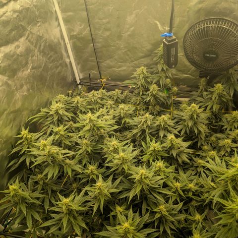 Super Silver Haze #2 growlog timeline photo