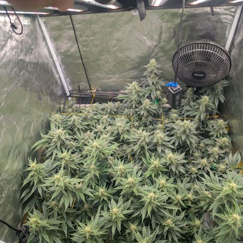 Super Silver Haze #2 growlog timeline photo