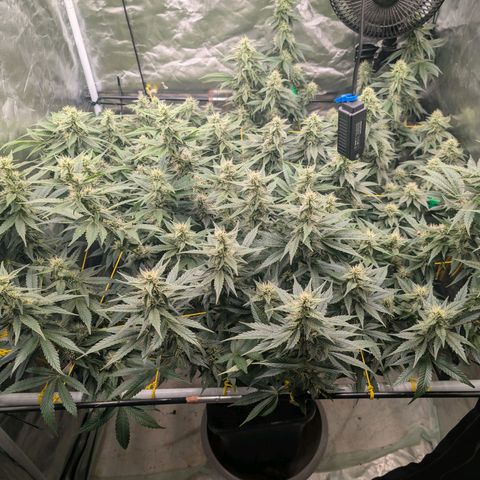 Super Silver Haze #2 growlog timeline photo