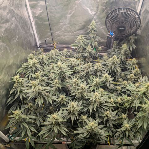 Super Silver Haze #2 growlog timeline photo