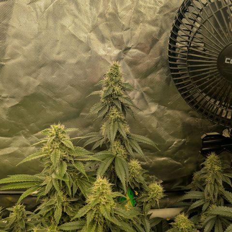 Super Silver Haze #2 growlog timeline photo