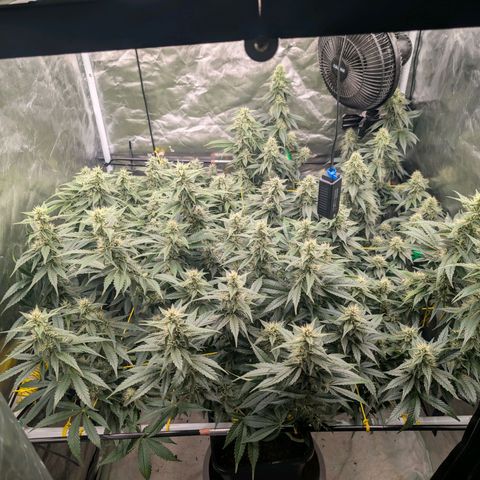 Super Silver Haze #2 growlog timeline photo