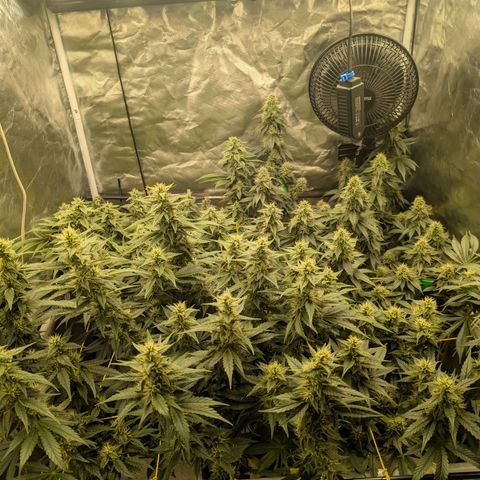 Super Silver Haze #2 growlog timeline photo
