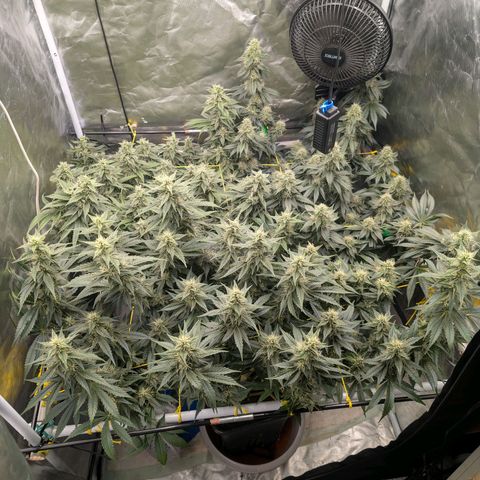 Super Silver Haze #2 growlog timeline photo