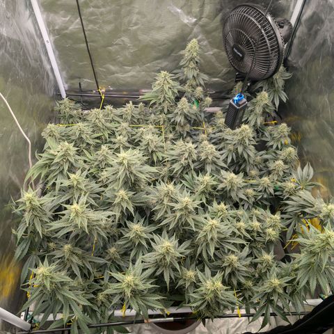 Super Silver Haze #2 growlog timeline photo