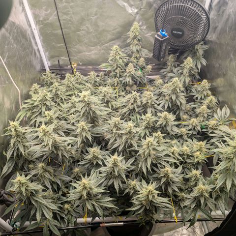 Super Silver Haze #2 growlog timeline photo