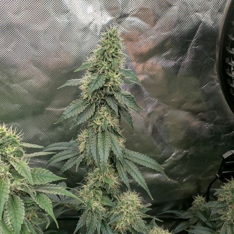 Super Silver Haze #2 growlog timeline photo