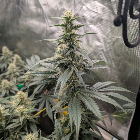 Super Silver Haze #2 growlog timeline photo