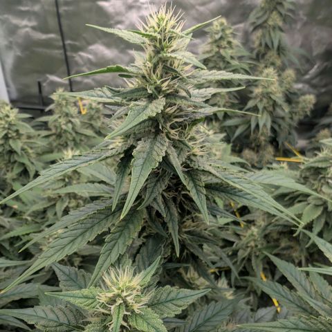 Super Silver Haze #2 growlog timeline photo
