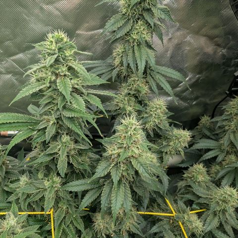 Super Silver Haze #2 growlog timeline photo