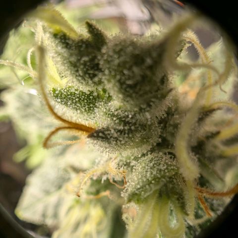 Super Silver Haze #2 growlog photo: Für die tropicana Cherry's geht es in die Endphase.
Denke noch eine Woche....