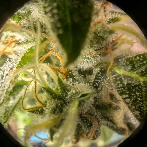 Super Silver Haze #2 growlog photo: Für die tropicana Cherry's geht es in die Endphase.
Denke noch eine Woche....