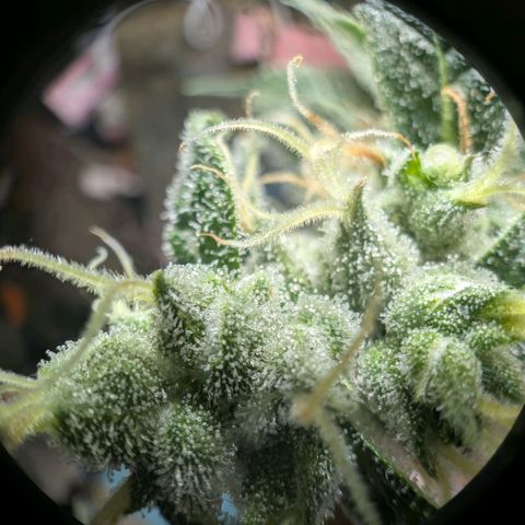 Super Silver Haze #2 growlog photo: Für die tropicana Cherry's geht es in die Endphase.
Denke noch eine Woche....