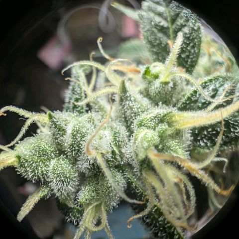 Super Silver Haze #2 growlog photo: Für die tropicana Cherry's geht es in die Endphase.
Denke noch eine Woche....