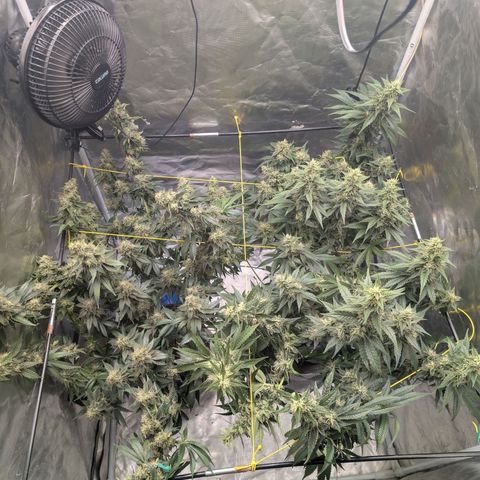 Super Silver Haze #2 growlog photo: Jetzt haben die beiden etwas mehr Platz 