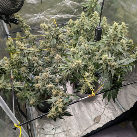 Super Silver Haze #2 growlog photo: Jetzt haben die beiden etwas mehr Platz 