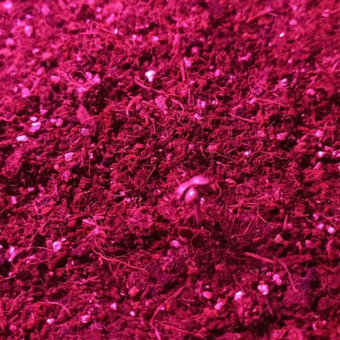 Viuvinha growlog timeline photo