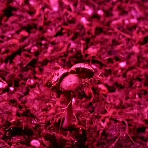 Viuvinha growlog photo: Força bebês