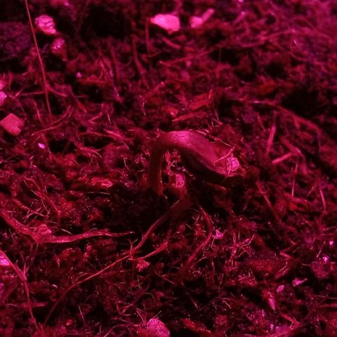 Viuvinha growlog photo: Força bebês