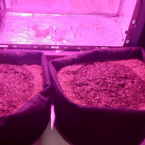 Viuvinha growlog photo: Força bebês