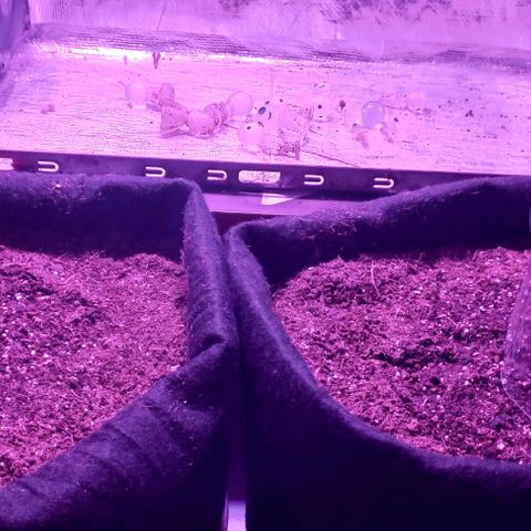 Viuvinha growlog timeline photo