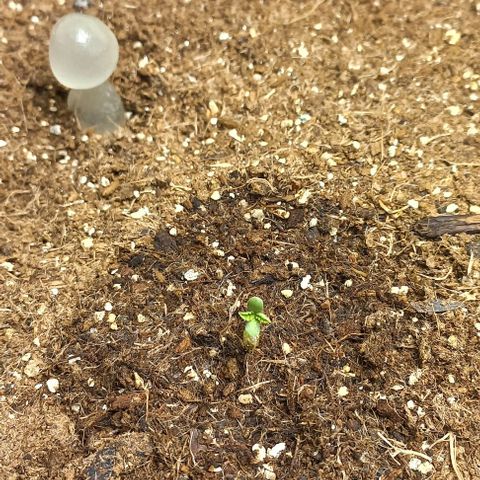 Viuvinha growlog photo: Agora vai!
