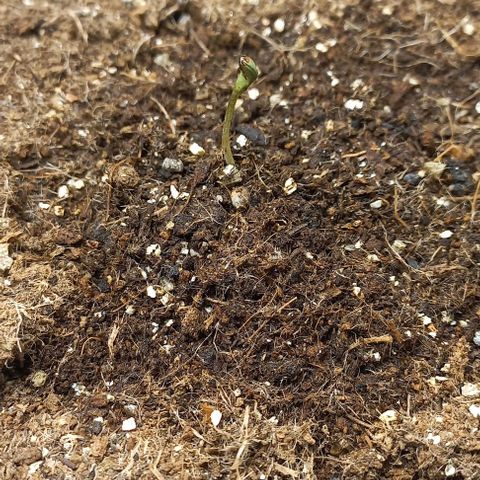 Viuvinha growlog photo: Agora vai!
