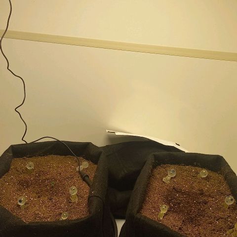 Viuvinha growlog photo: Deu uma travada de sexta pra cá, eu tava colocando a luz errada, agora tá tudo certo