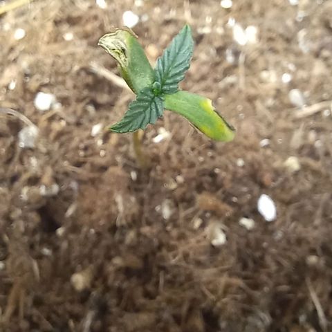 Viuvinha growlog timeline photo