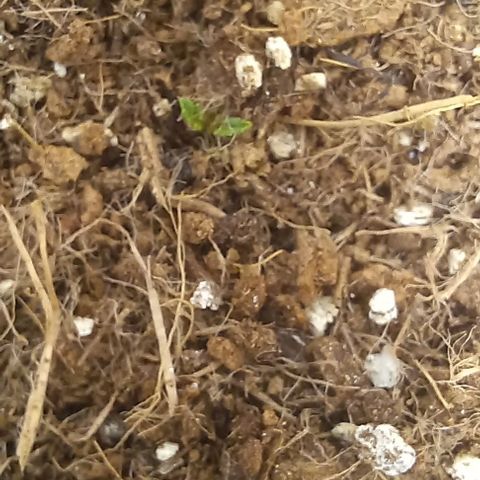 Viuvinha growlog timeline photo